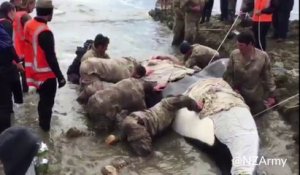 VIDÉO - Des militaires sauvent un orque échoué en Nouvelle-Zélande