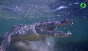 Ce touriste nage avec un crocodile de 6m de long... Courageux!