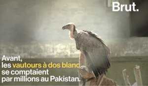 Les vautours vont-ils bientôt disparaître ?