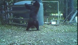 Un ours se fouette l'entrejambe avec un tuyau