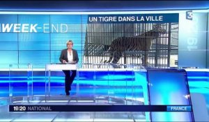 Tigre abattu à Paris : colère chez les associations de défense des animaux