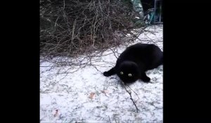 Quand ton chat pète un câble dans la neige !