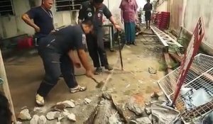 Un python retrouvé dans la cour d’une maison régurgite un lézard trop gros pour lui en Thaïlande