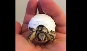 Ce bébé tortue n'arrive pas à retirer sa coquille d'oeuf et c'est trop mignon