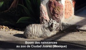 Des bébés animaux font le bonheur d'un zoo mexicain