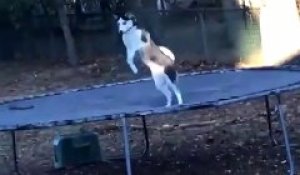 Hilarant : ce chien saute sur le trampoline à l'abri des regards