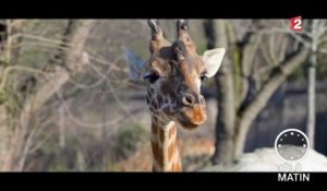 Faune - Les girafes du zoo de Vincennes