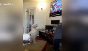 Ce chien est tellement fan de la TV !! il reste scotché devant !