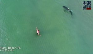 Un homme se baigne sans se rendre compte qu’un requin-tigre rode à quelques mètres de lui