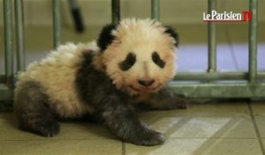 Beauval : le bébé panda s’appelle Yuan Meng