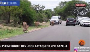 Des lions attaquent une gazelle en plein saut (Vidéo)