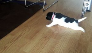 Un bébé chien qui apprend à marcher c'est craquant !
