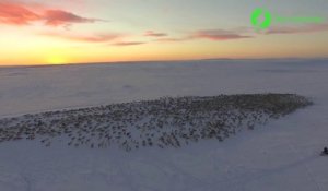 Un troupeau de milliers de rennes filmé par un drone
