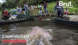 Une première scientifique pour sauver les dauphins roses