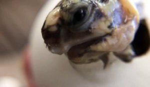 Première respiration d'un bébé tortue sortie de son oeuf !