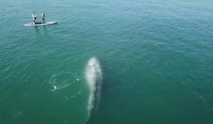 Une jeune baleine fait surface à coté de dizaines de paddle boarders... Magique