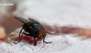 La langue gelée sur un gâteau, cette mouche est coincée !!!