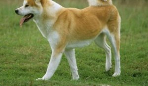 Les races de chiens les plus chères au monde