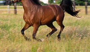 Les 10 chevaux les plus chers au monde
