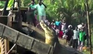 Le plus gros crocodile du monde trouvé dans les Philippines ...