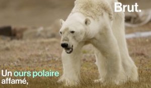 Le photographe qui a filmé un ours polaire agonisant raconte