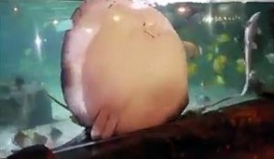 Cette raie collée à la vitre de l'aquarium réclame à manger... Adorable