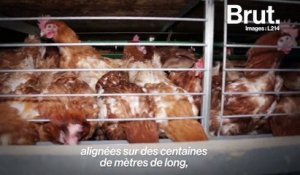La vidéo choc de L214 pour dénoncer l’élevage des poules en cage
