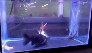 Ces poissons rouges n'auront pas cohabité longtemps dans le même aquarium...