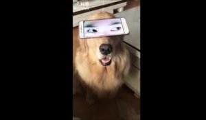 Un chien avec des yeux d'humains... Tellement bizarre