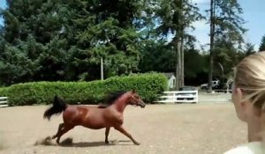 Un cheval s'enfuit de son enclos d'une façon complètement improbable !