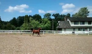 Ce cheval a trouvé une méthode pour se barrer de son enclos... Hop la belle glissade