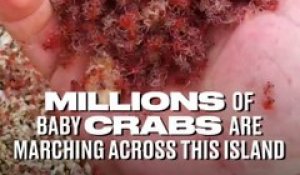 Des millions de petits crabes rouges migrent sur cette île : crab island