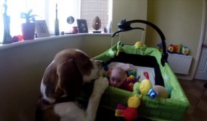 Ce chien adorable donne ses jouets au bébé de la famille... Trop mignon