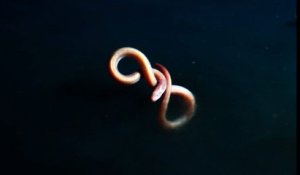 Une anguille s'empoisonne dans une flaque de saumure (Blue Planet II)