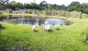 Un papa labrador apprend à ses chiots à nager et c'est trop mignon !