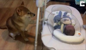 La vidéo mignonne d'un Shiba qui berce un bébé