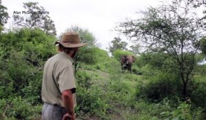 Le grand face-à-face entre un jeune éléphant et un guide safari !