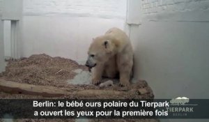 Le bébé ours polaire de Berlin a ouvert les yeux