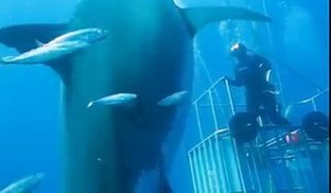 Voici Deep Blue, le plus grand requin blanc jamais filmé