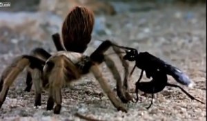 Cette araignée Giant Barbarian fait face à une guêpe Tarantula Hawk... Combat des titans