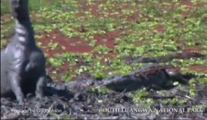 Ce zèbre piégé dans la boue réussi à échapper à 3 crocodiles