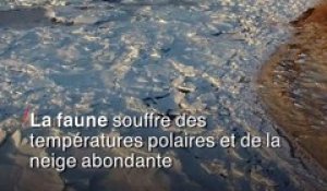 Iguanes paralysés, manchots confinés: les animaux victimes de la "bombe cyclonique"