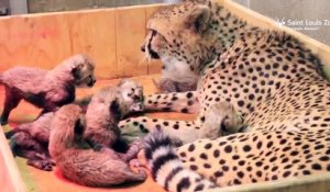 Une femelle guépard donne naissance à 8 bébés