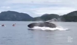 Quand une baleine fait surface et saute tout pres de kayak en mer... magnifique