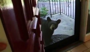 Un ours vient chercher à manger devant ta porte d'entrée ! Gros flip..