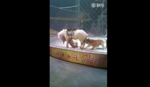 Un tigre et une lionne attaquent un cheval dans un cirque