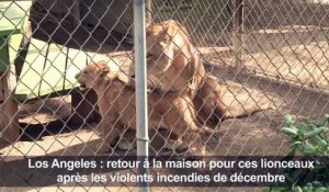 Californie: des lionceaux retrouvent leur refuge