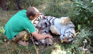 Cette maman tigre laisse son soigneur caresser ses petits... Magnifique