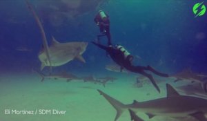 Un plongeur sauve son ami sur le point de se faire mordre par un requin