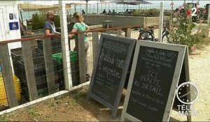 Charente-Maritime : polémique autour des cabanes à huîtres